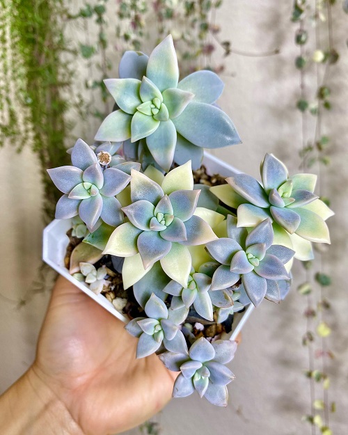 Ghost Plant  9