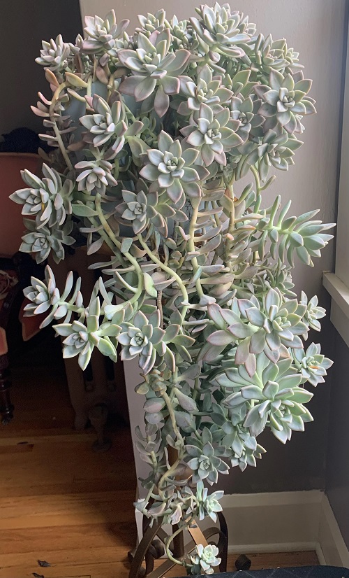 Ghost Plant 