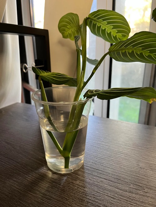Prayer Plant 9
