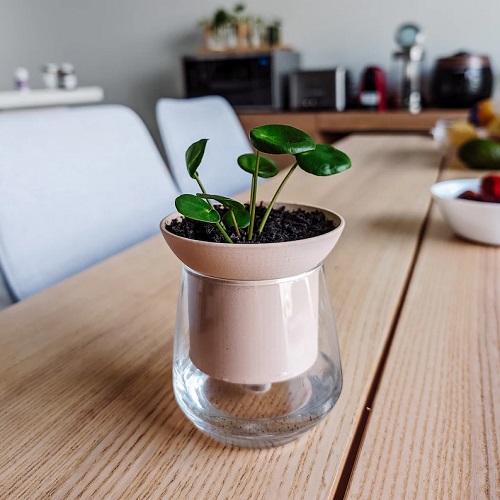 Water Your Succulents While You’re Away 3
