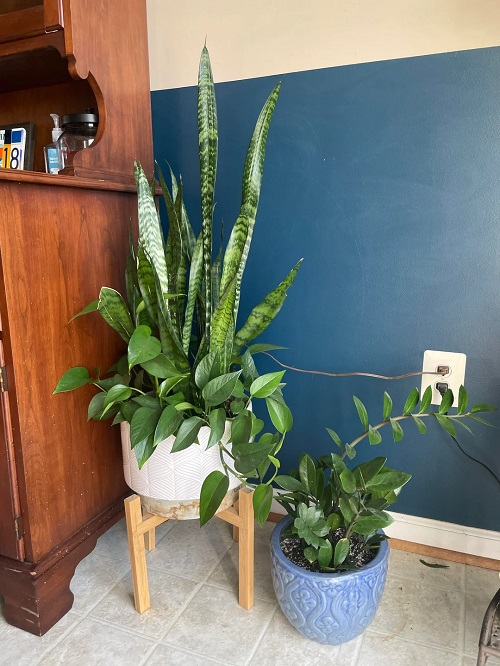 snake plant with pothos