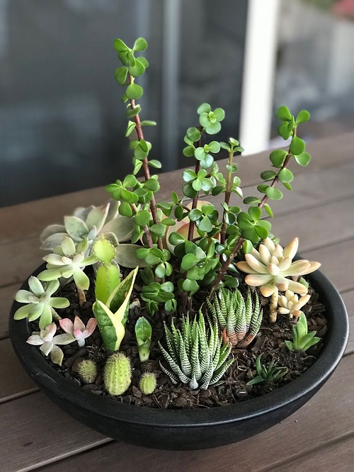 How to Make a Compact Succulent Fill the Whole Pot in Weeks