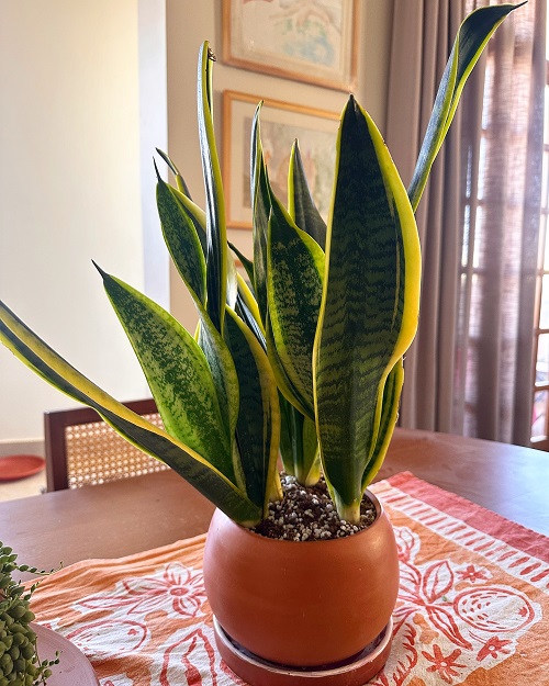 How to Take Care of a Snake Plant for Beginners 1