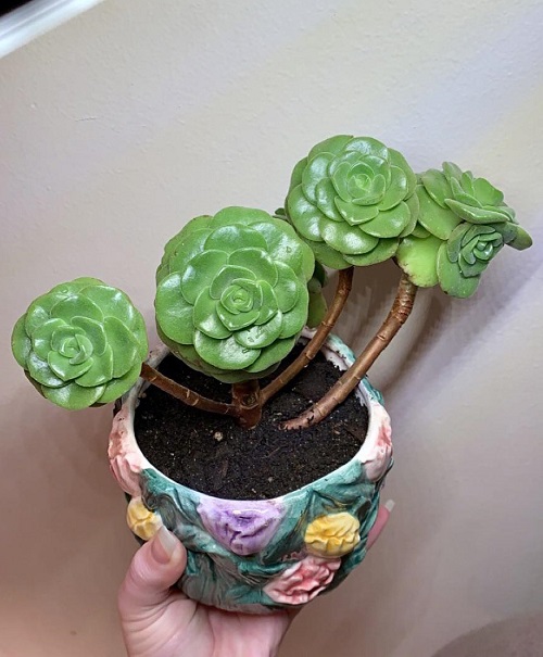 Scented Succulents That Smell Like Perfume 10