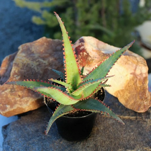 Aloe Vera Star