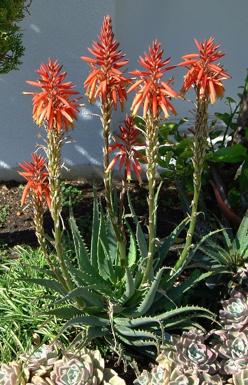 Best Succulents For Fall Garden 4