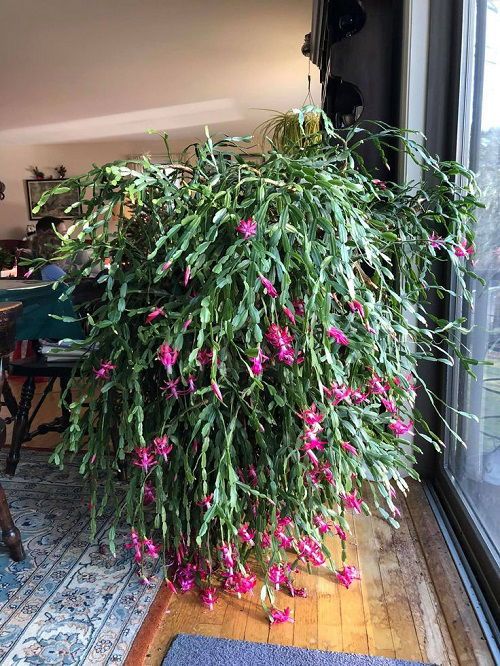 Never Keep Your Christmas Cactus in These Spots- It'll Refuse to Bloom