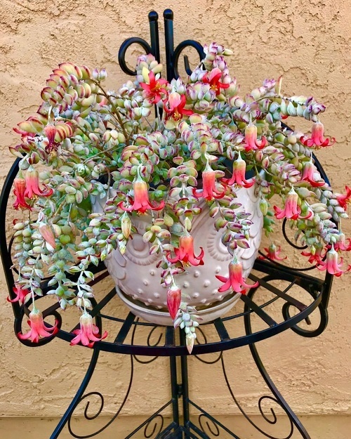 Scented Succulents That Smell Like Perfume