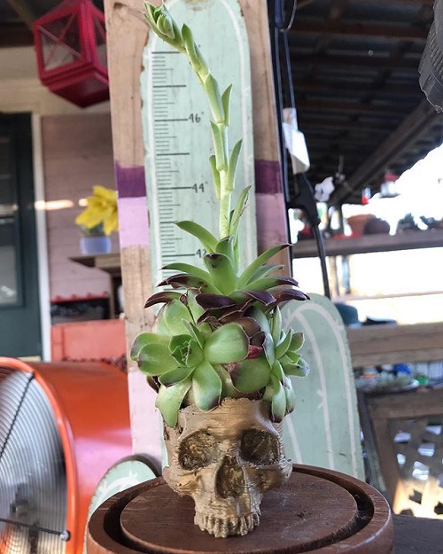 Cute Halloween succulent Planters 3
