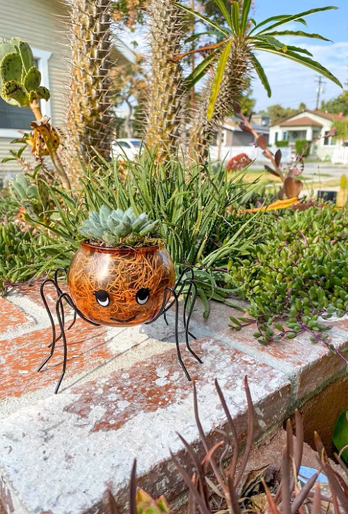 Cute Halloween succulent Planters 1