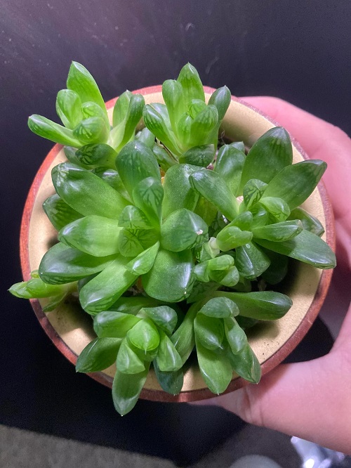Haworthia Cymbiformis