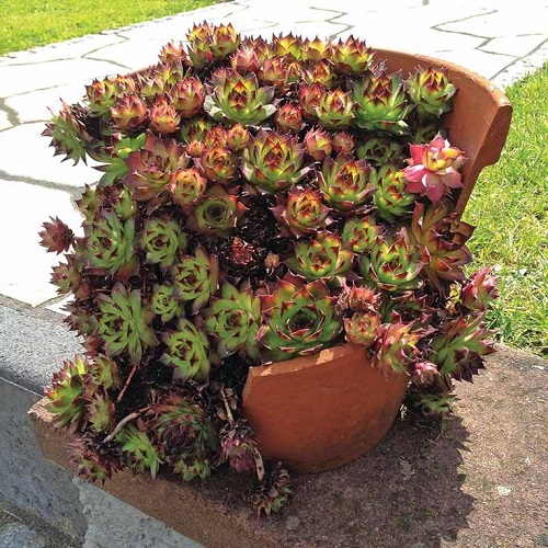 Best Succulents For Fall Garden 3