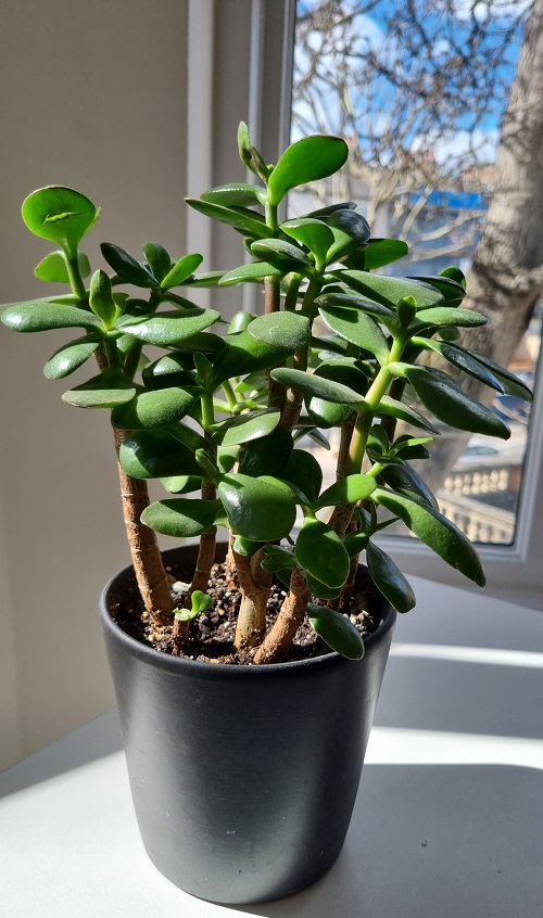 Scented Succulents That Smell Like Perfume 8