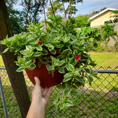 Scented Succulents That Smell Like Perfume 2