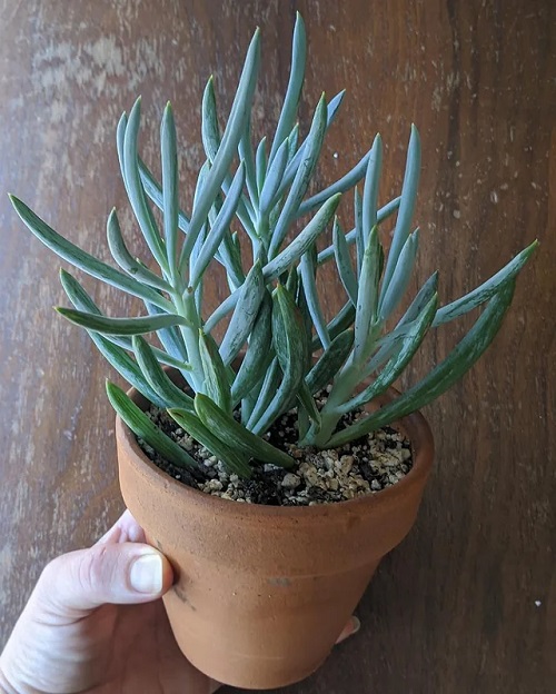 Scented Succulents That Smell Like Perfume 6