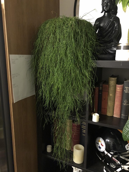 Mistletoe Cactus