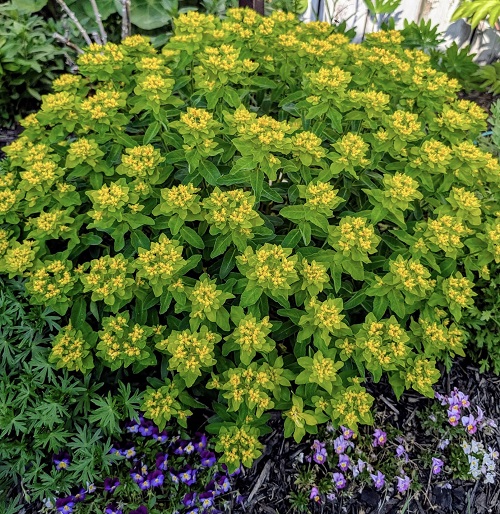 Scented Succulents That Smell Like Perfume 4