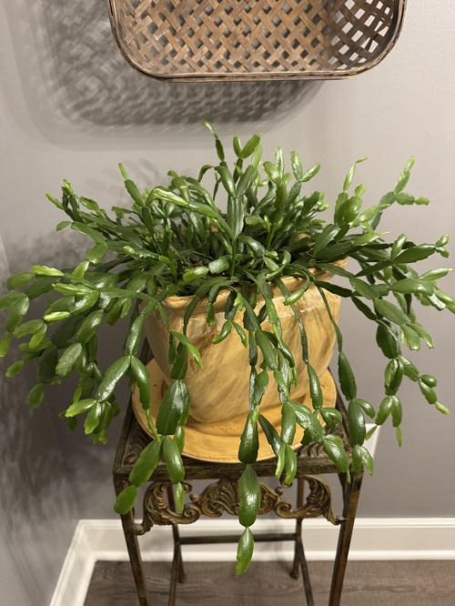 Cooler tempreture for holiday cactus
