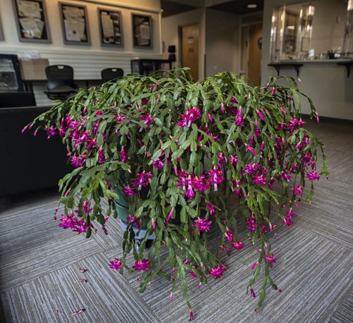 beautiful Christmas Cactus 