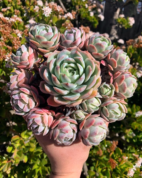 Scented Succulents That Smell Like Perfume 5