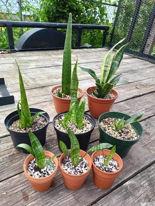 Propagate with Pups