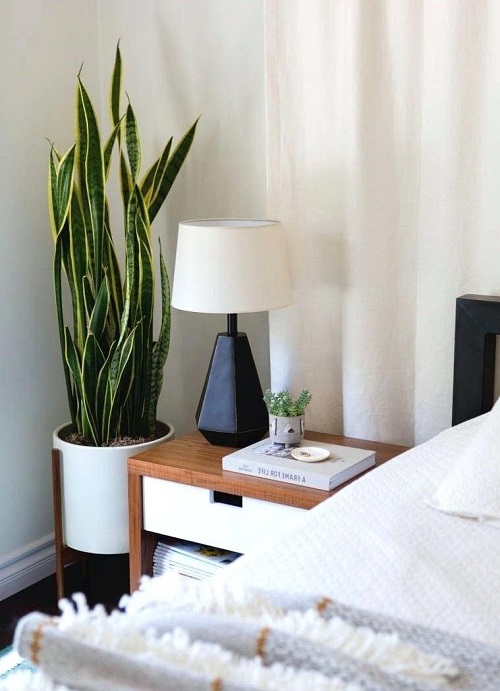 Improves Human Health by Purifying Air