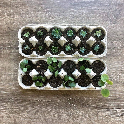 Grow Succulents in an Egg Tray