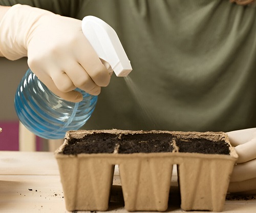 Right Watering Cycle for succulents