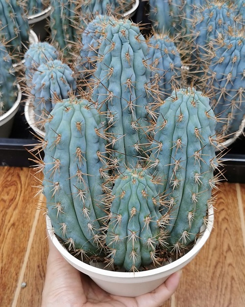 Browningia Hertlingiana