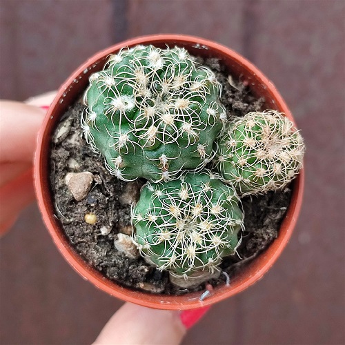  Gymnocalycium calochlorum