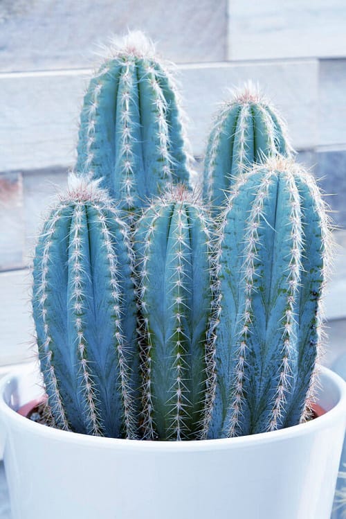  Pilosocereus pachycladus