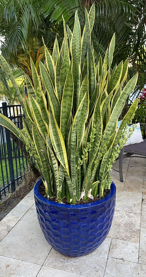 fuller snake plant