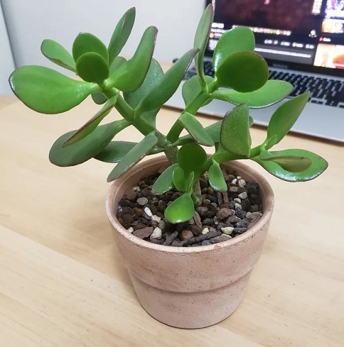 leaf hydration