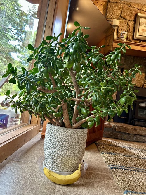 Rub Banana Peel on Jade Plant Leaves