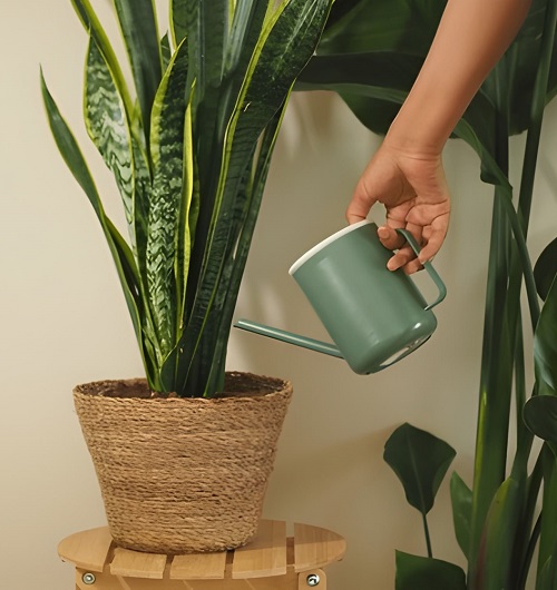 watering Snake Plant
