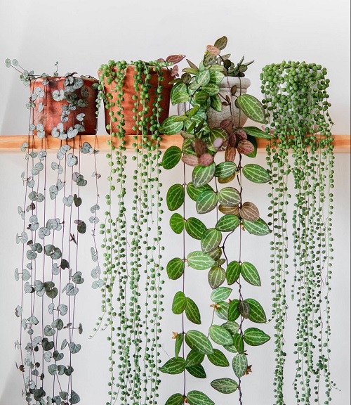 Mistakes People Make When Displaying Trailing Succulents