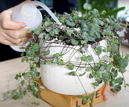 Mistakes People Make When Displaying Trailing Succulents