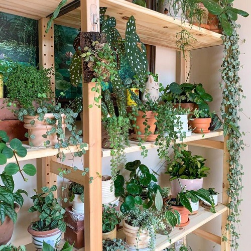 Mistakes People Make When Displaying Trailing Succulents