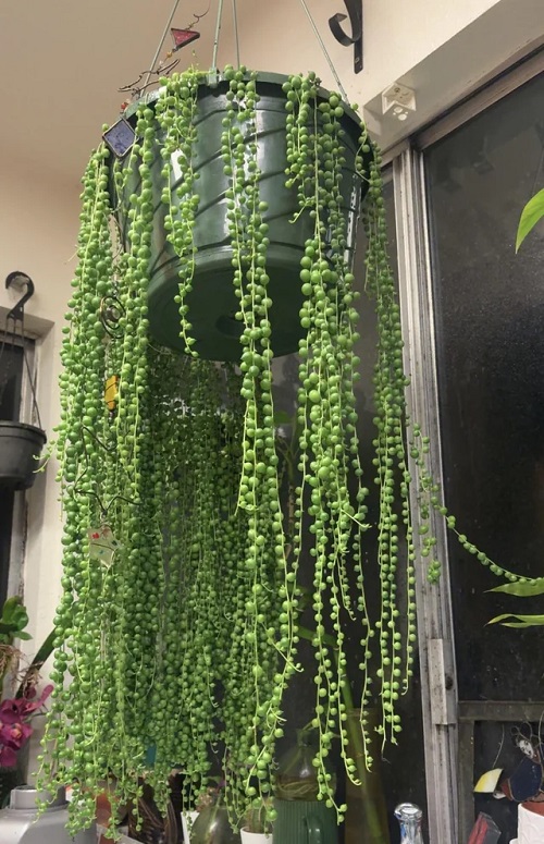 Mistakes People Make When Displaying Trailing Succulents
