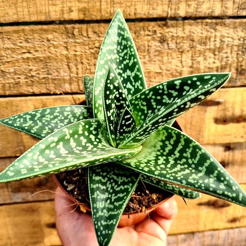 Aloe variegata 