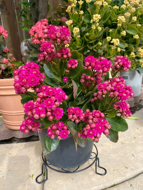 Kalanchoe Flowers