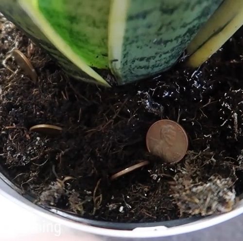 Burying Pennies In Snake Plant