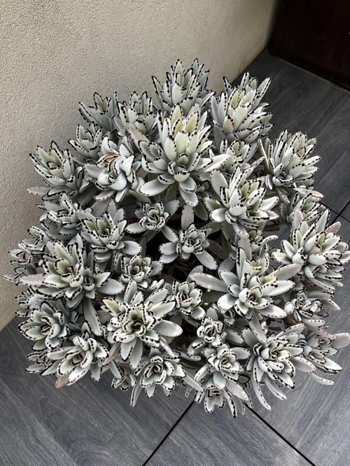  Fuller panda plant 