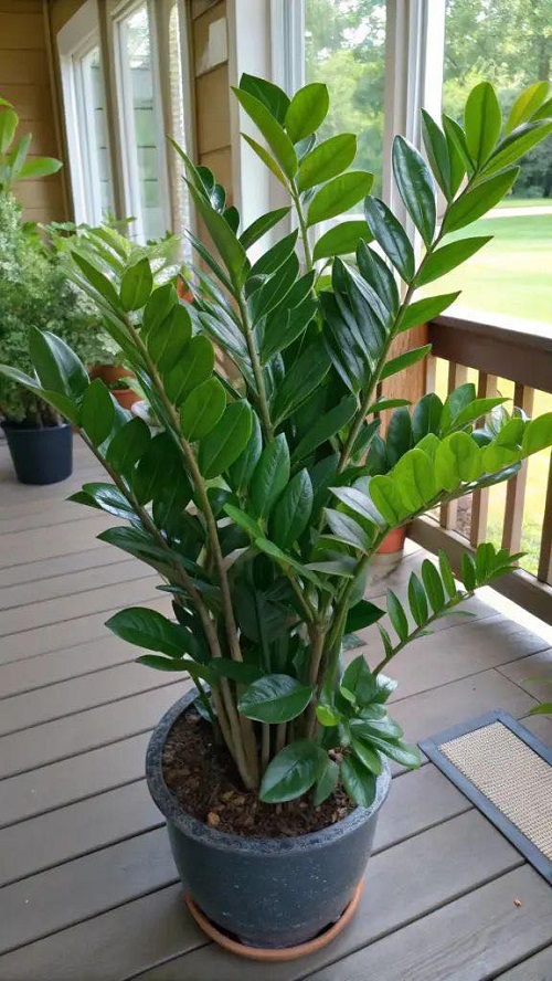 zz plant indoor