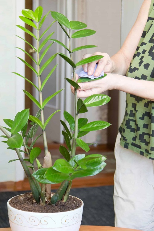 zz plant clean leaves