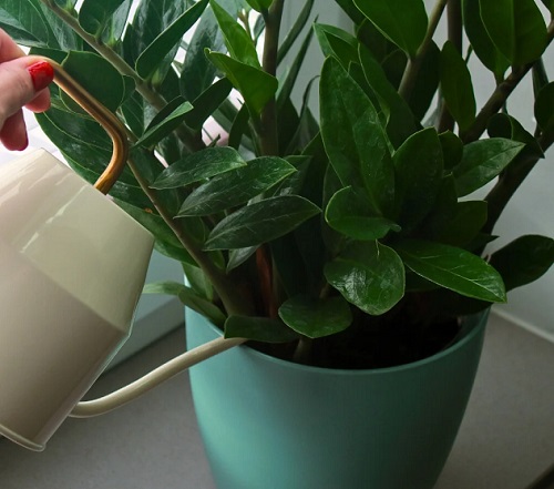 Things You’re Doing Wrong With Your ZZ Plant This Winter2