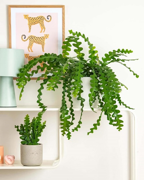 Fishbone Cactus is not a Desert Cactus