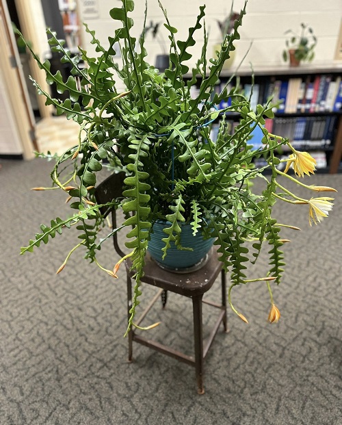 Fishbone Cactus