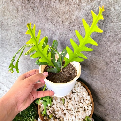 pebble tray for fishbone cactus