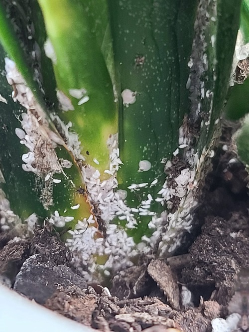 Garlic Uses for Snake Plant 1